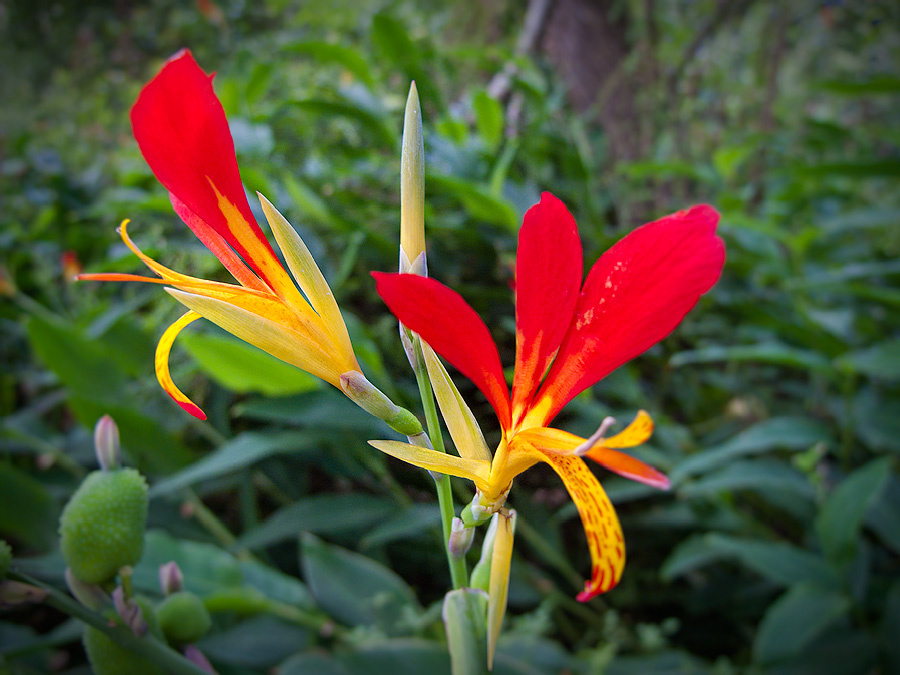 Flower Homes: Flowers From Africa